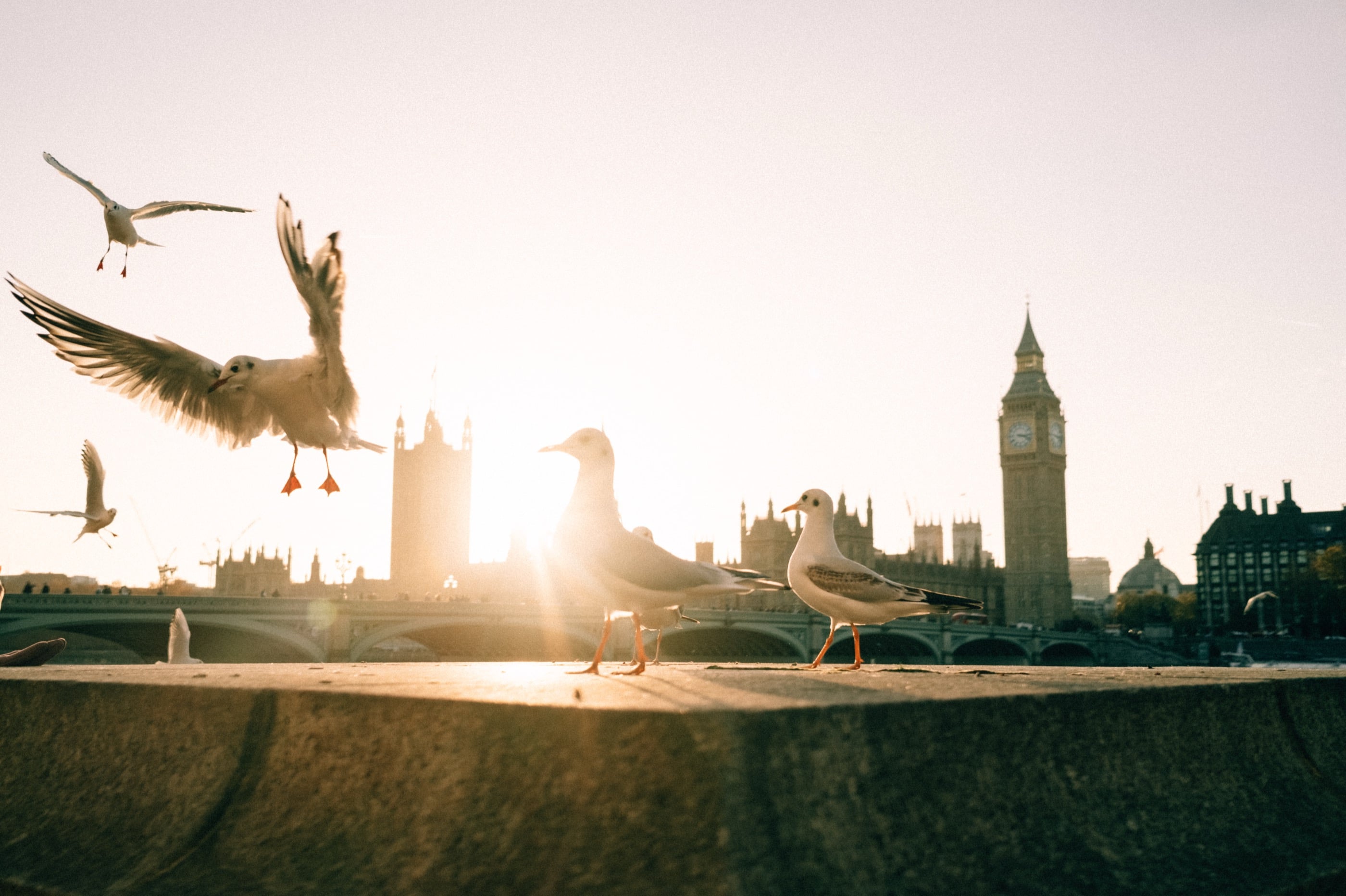 Des mouettes se posent sur un parapet de la Tamise, à contre-jour, le soleil bas derrière le Parlement.